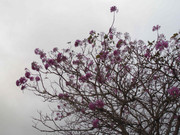 66.6.spring smiles VI