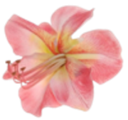 tumblr-5b292dfff0b87feef958bbdb6ee6154c-eed0e291-250