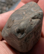 Caliza con fósiles de conchas IMG-6512