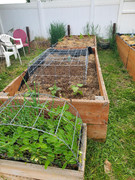 [Image: thumbnail-My-Straw-Bale-Garden-2025-1.jpg]