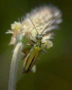 Lytta vesicatoria (Spanish Fly) - _JUS4228 - CLR