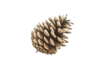 Golden-Xelement95