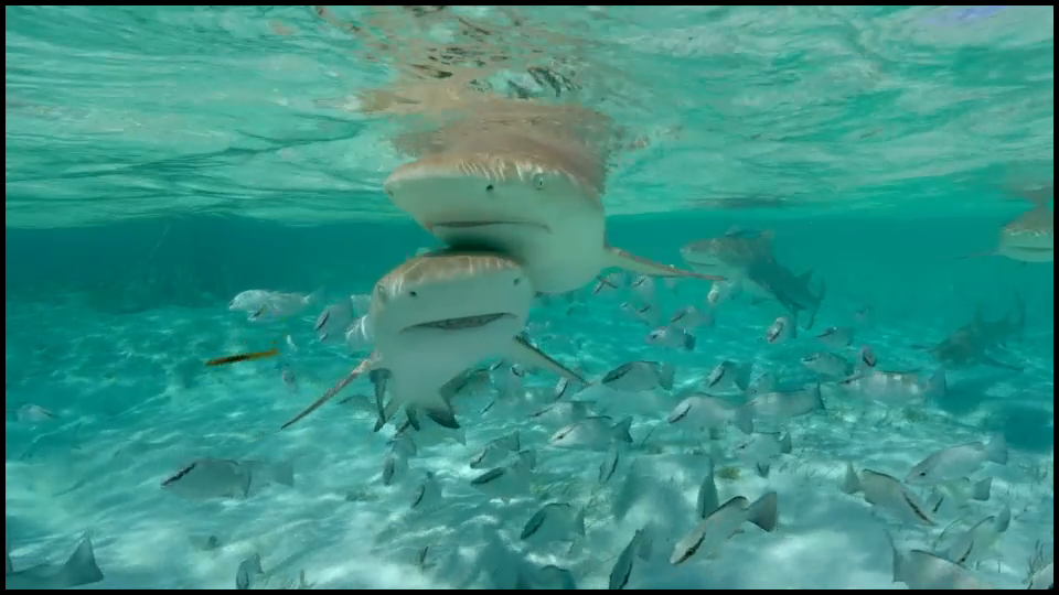 [Image: uvr4rhti6t96.png]