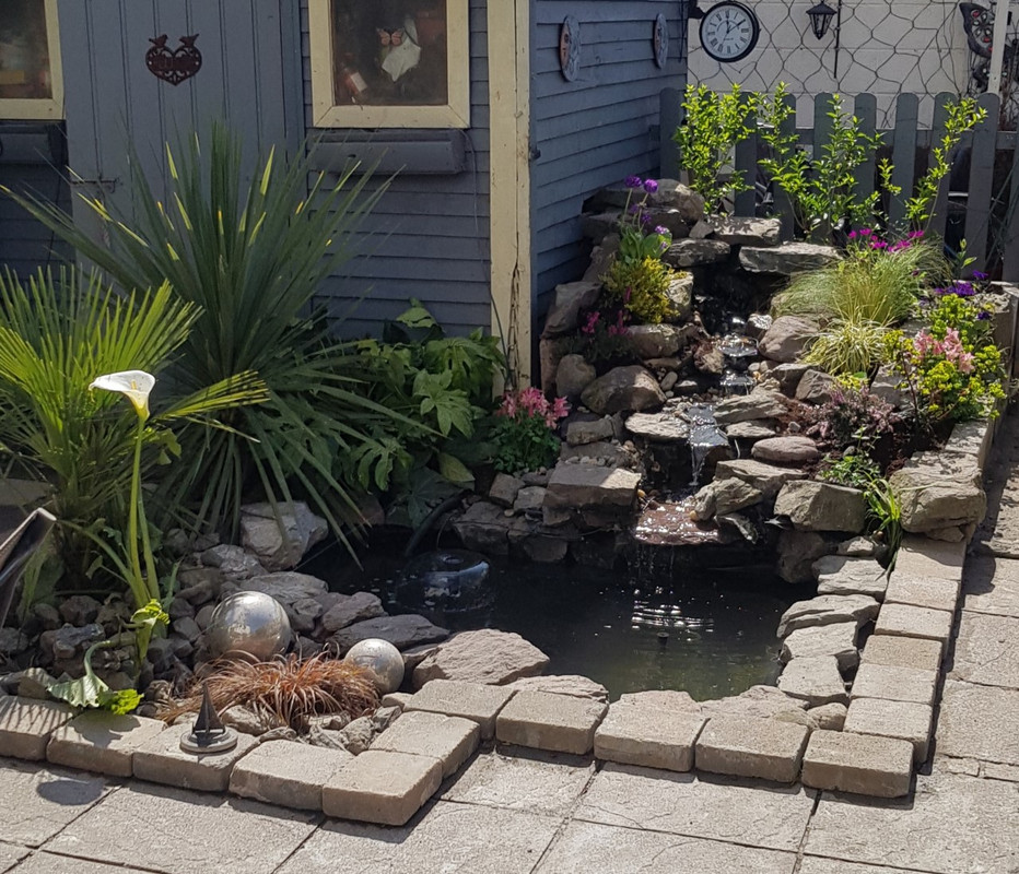 pond and lily