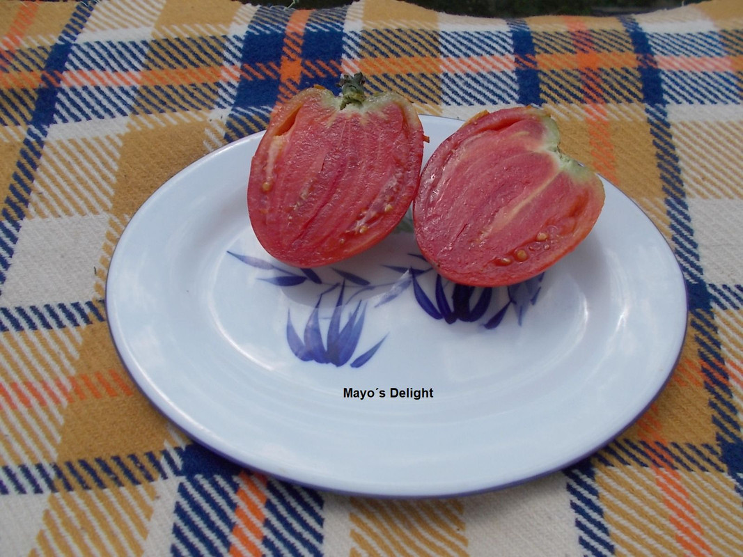 DSCN1711Mayo´s Delight