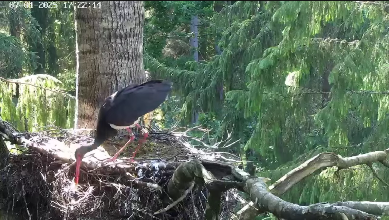 Ekrānuzņēmums 2025-07-04 223945