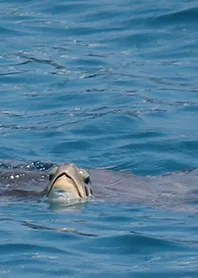Sheer curtains billowing in the Mediterranean sea breeze at a Kas seaside villa