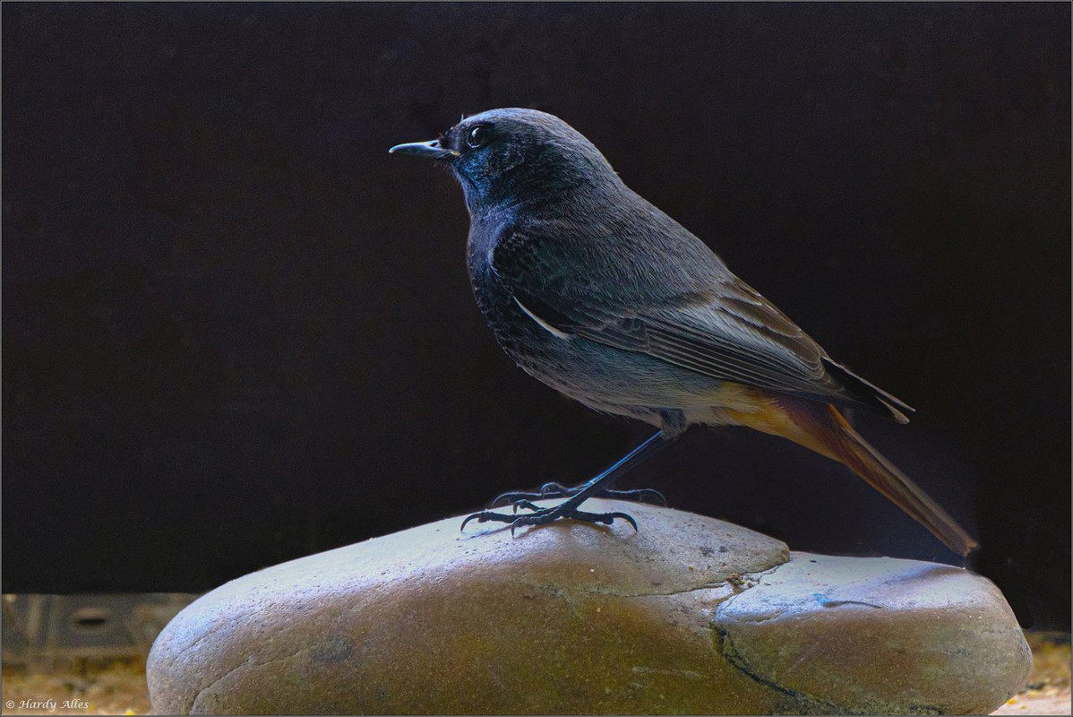 XT4A3405-Bearbeitet Vögel & Natur LR ERWZ FB