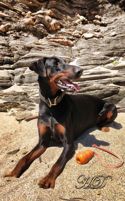 Dogs-Zeus-beach-HD.jpg