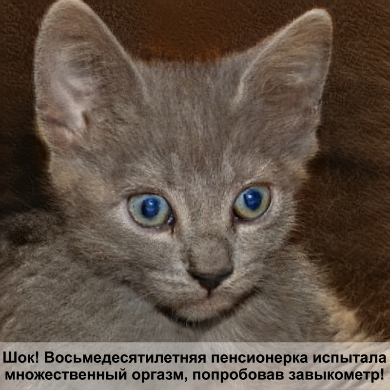 какая кошка самая старая