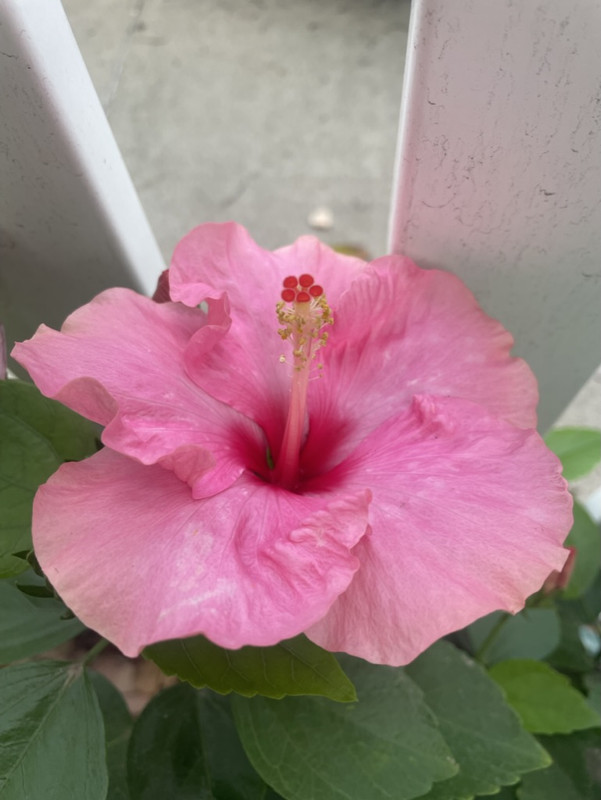 690B3CE2-C596-44F2-88DE-7E8820A36E76_1_105_c