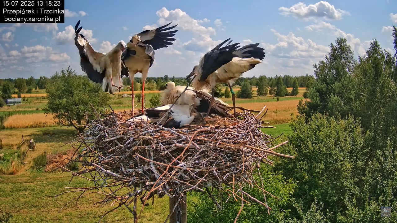 15072025bociany25