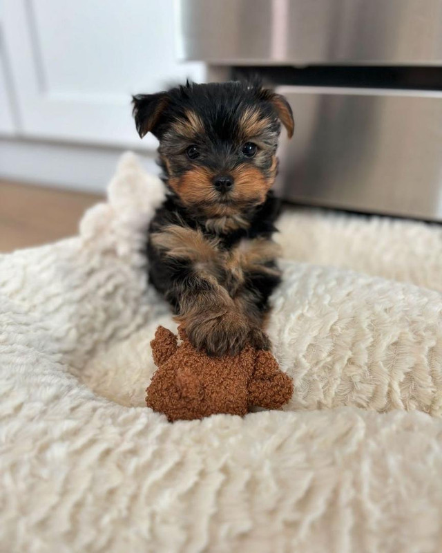 Blue Merle Yorkie