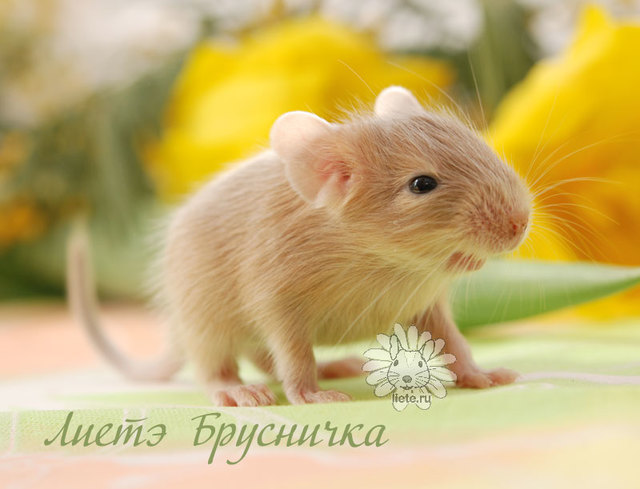 Брусничка1_1-нед
