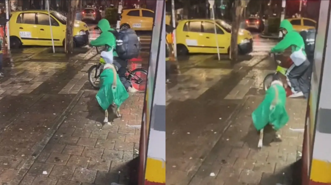 Perrito se hace viral por ir con su dueño en bicicleta