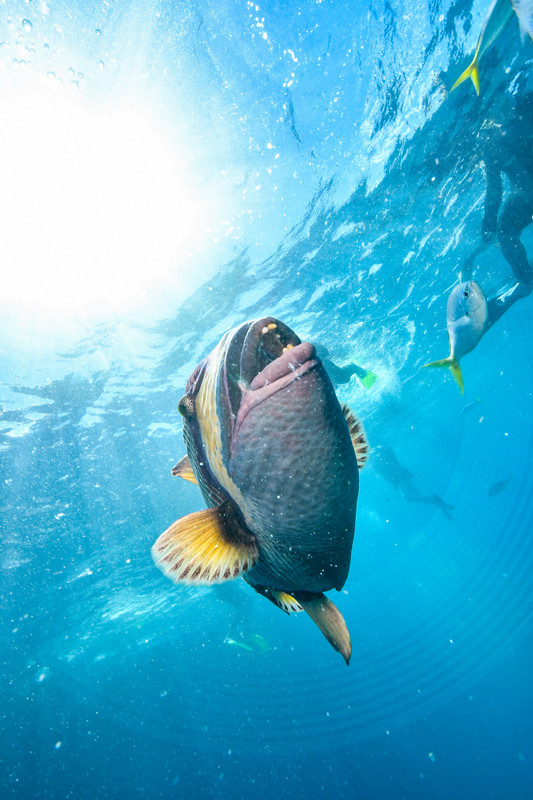 Triggerfish approaching curiously in clear tropical water