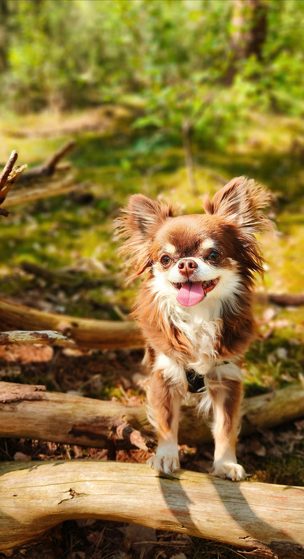 Lumii_20250427_153804724