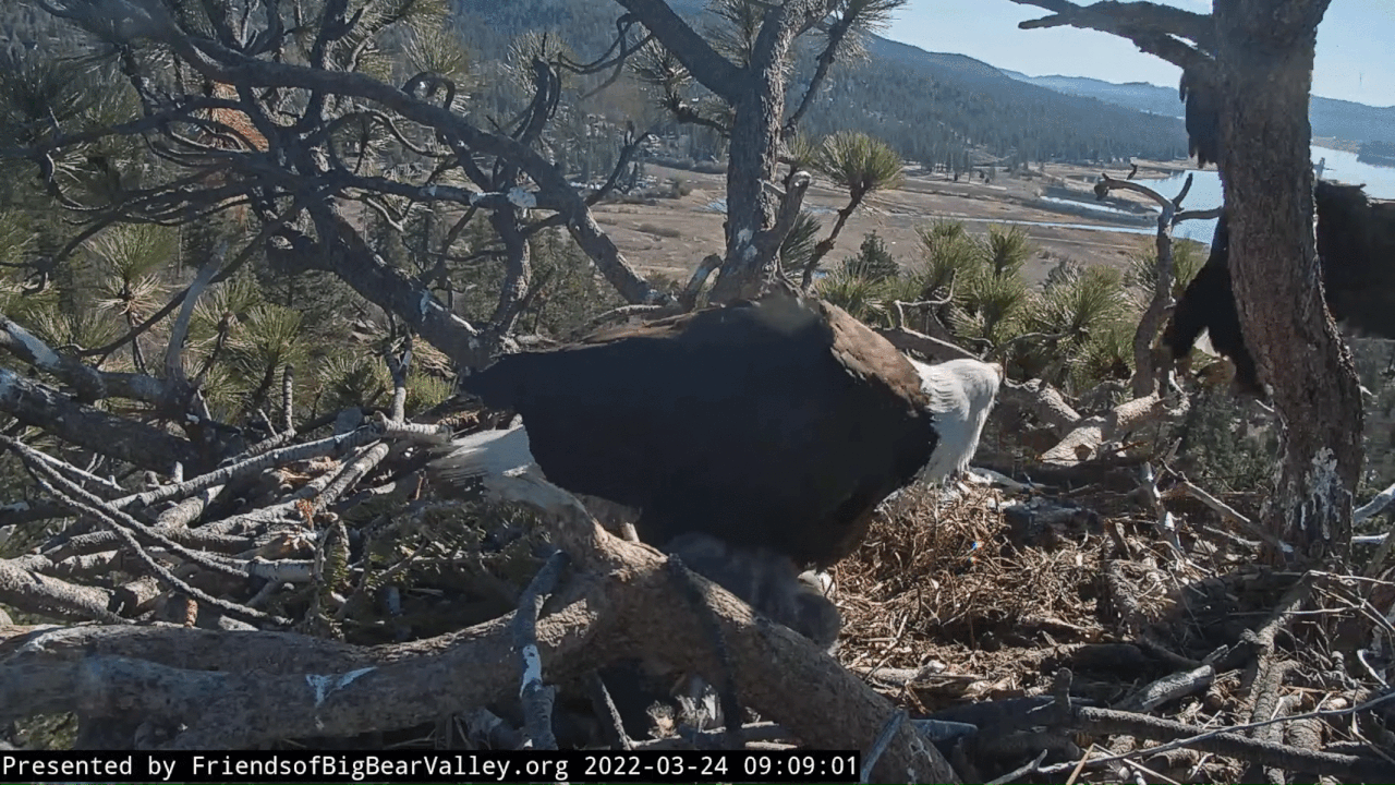 Webp.net-gifmaker (2)