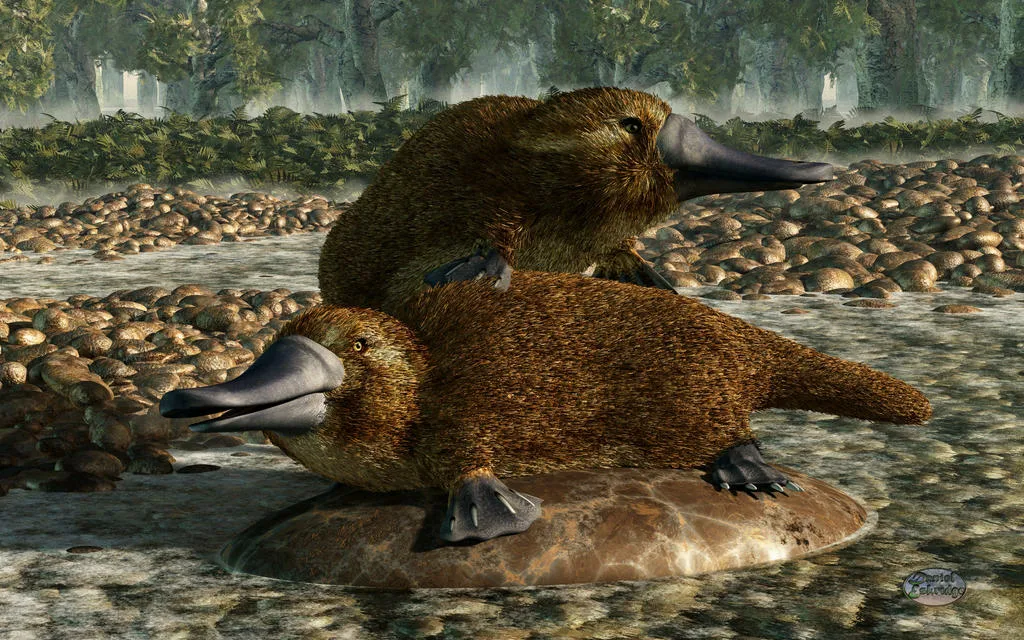 Утконос