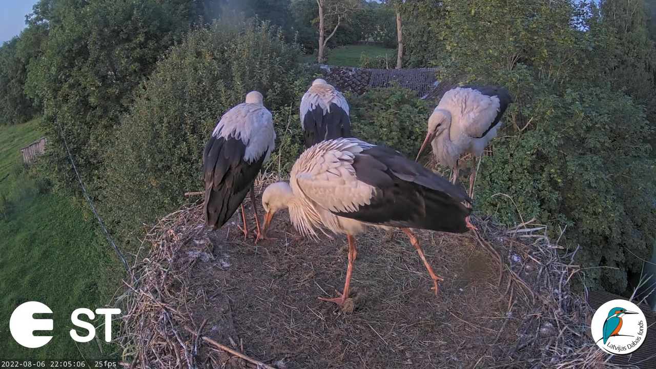 Baltie stārķi (Ciconia ciconia) Tukuma novadā - LDF tiešraide __ White storks in Tukums, Latvia 11-1