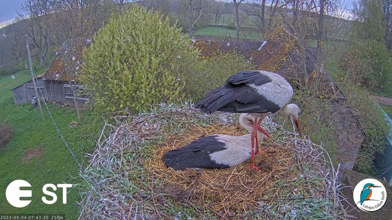 Baltie stārķi (Ciconia ciconia) Tukuma novadā - LDF tiešraide __ White storks in Tukums, Latvia 8-55