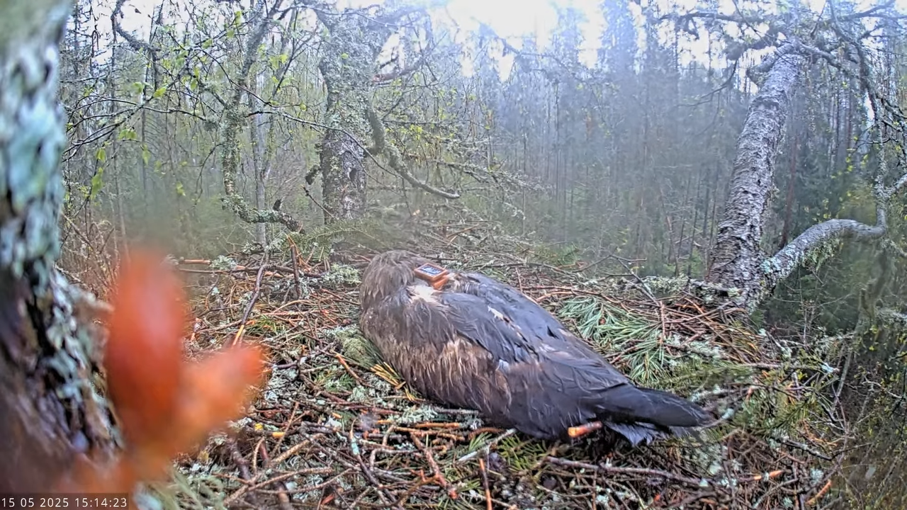 Väike-konnakotkas __ Clanga pomarina __ Lesser Spotted Eagle 13-52-48 screenshot