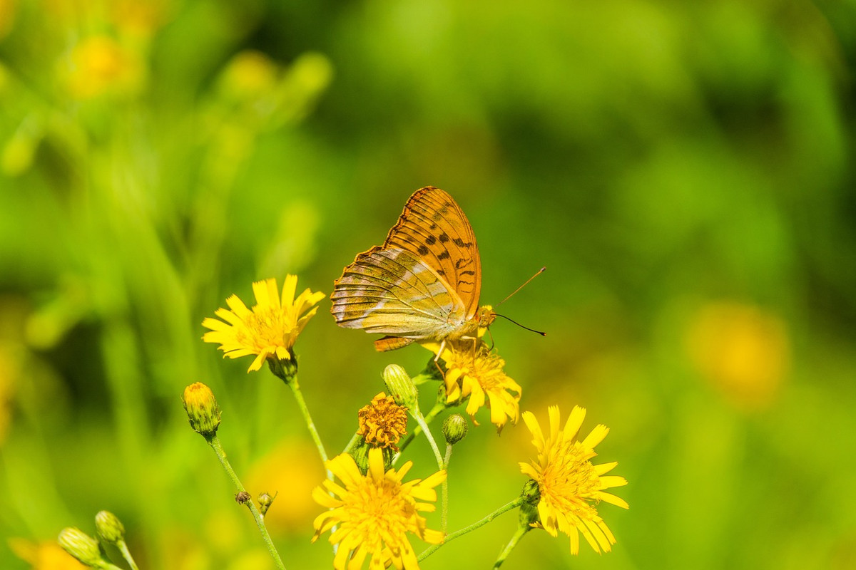 butterfly-5294181_1280