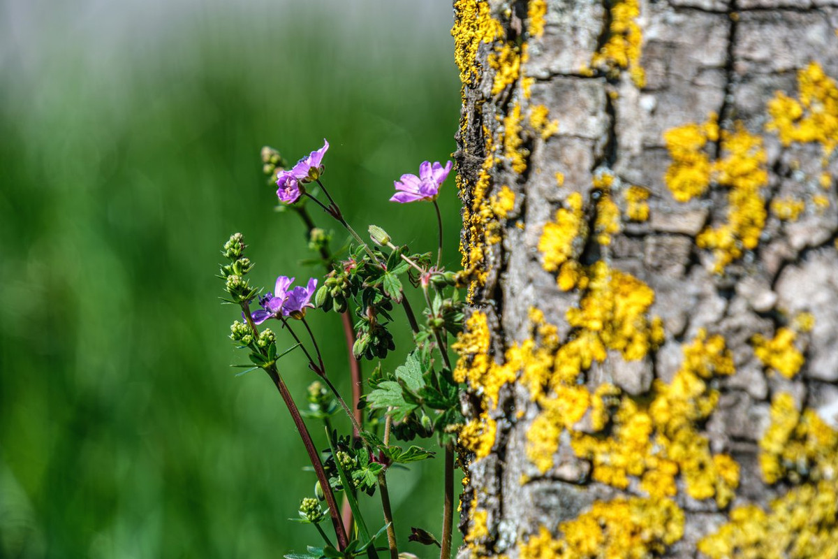 XT5A8656-Verbessert-RR