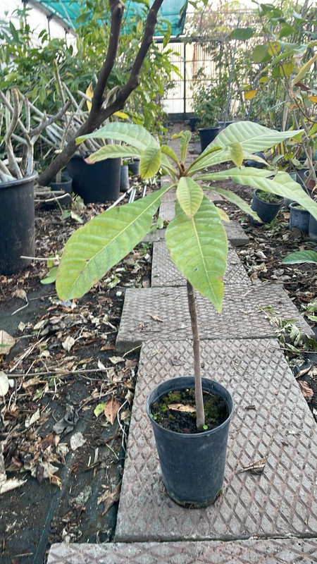 Messenger_creation_11DC3431-8505-4F0B-AD83-985B04B1D0C3