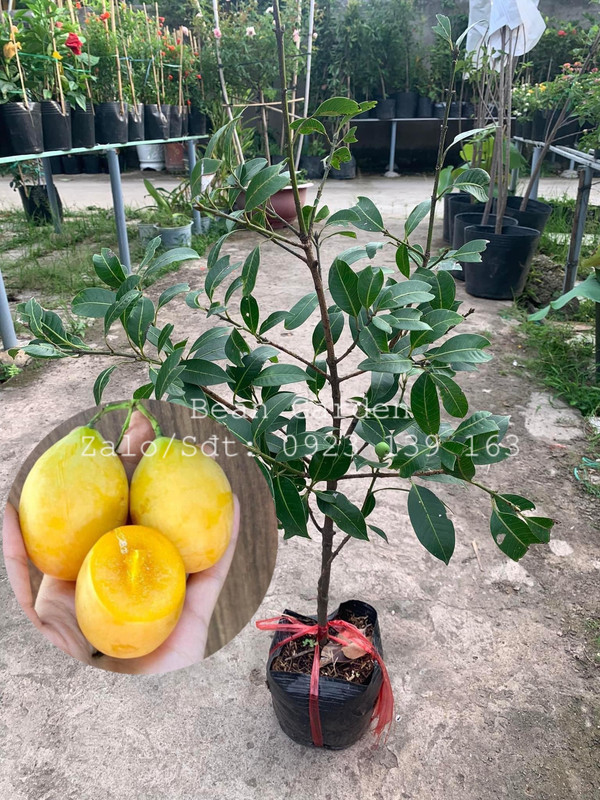 Thanh Trà (Giống ngọt)