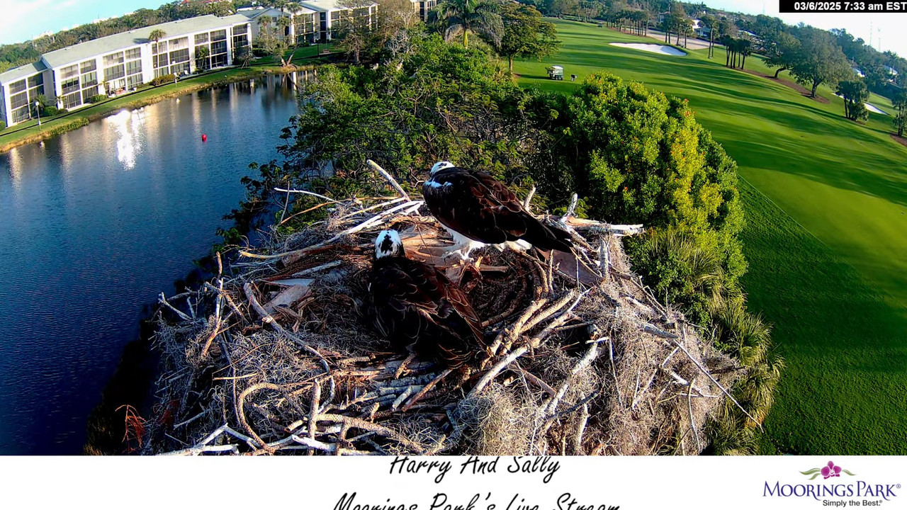 2025 Moorings Park Osprey tiešraides straume Naples, FL 13-14-28 screenshot