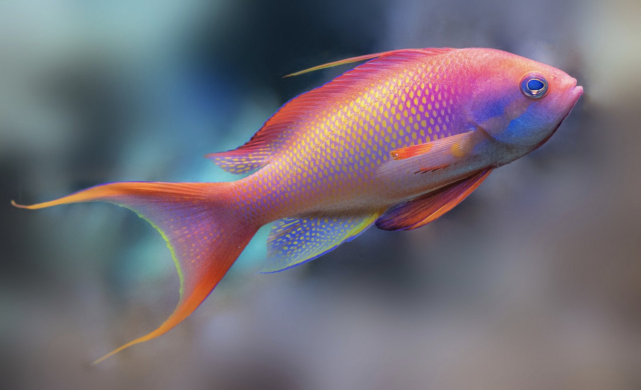 pink-pastell-fish.jpg