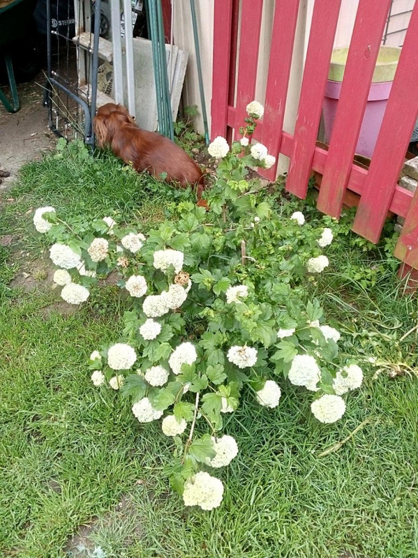 [Image: IMG-20210512-080302552.jpg]