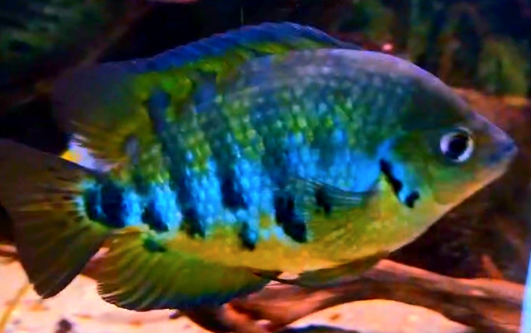 Screenshot 20260313 130518 Video Player