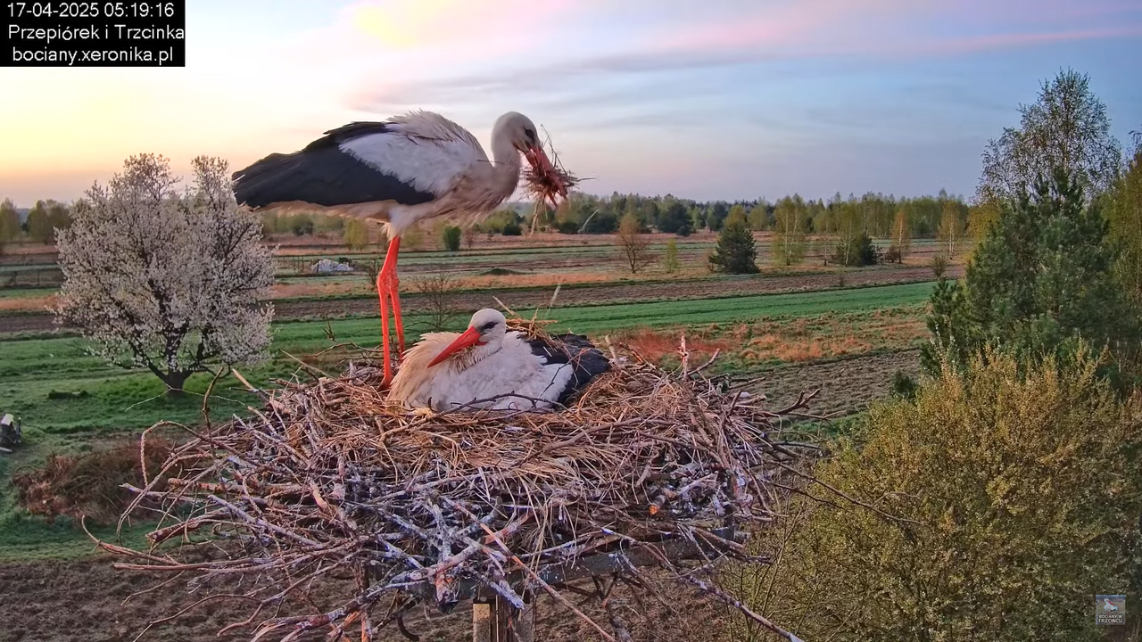 17042025bociany2