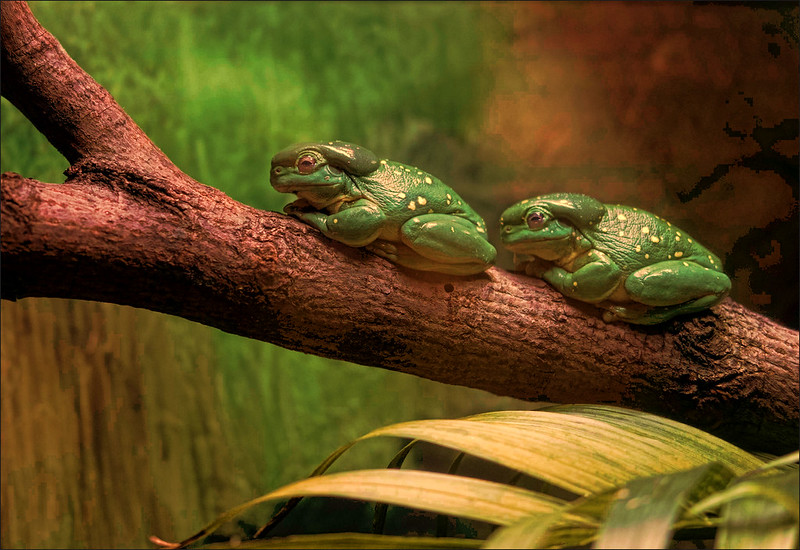 green-frogs.jpg