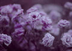d2956921707d91868a79512e8f968412-ezgif-com-crop.gif