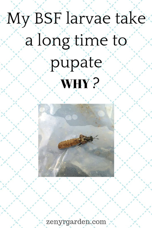 black-soldier-fly-slow-pupation.jpg