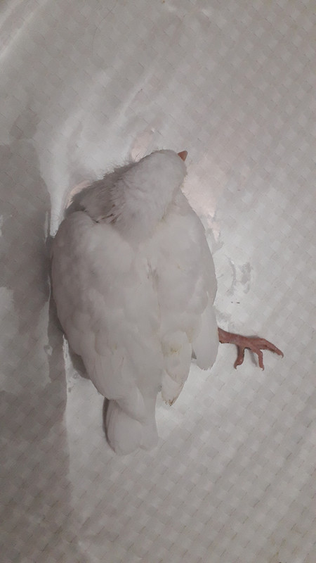 صورة