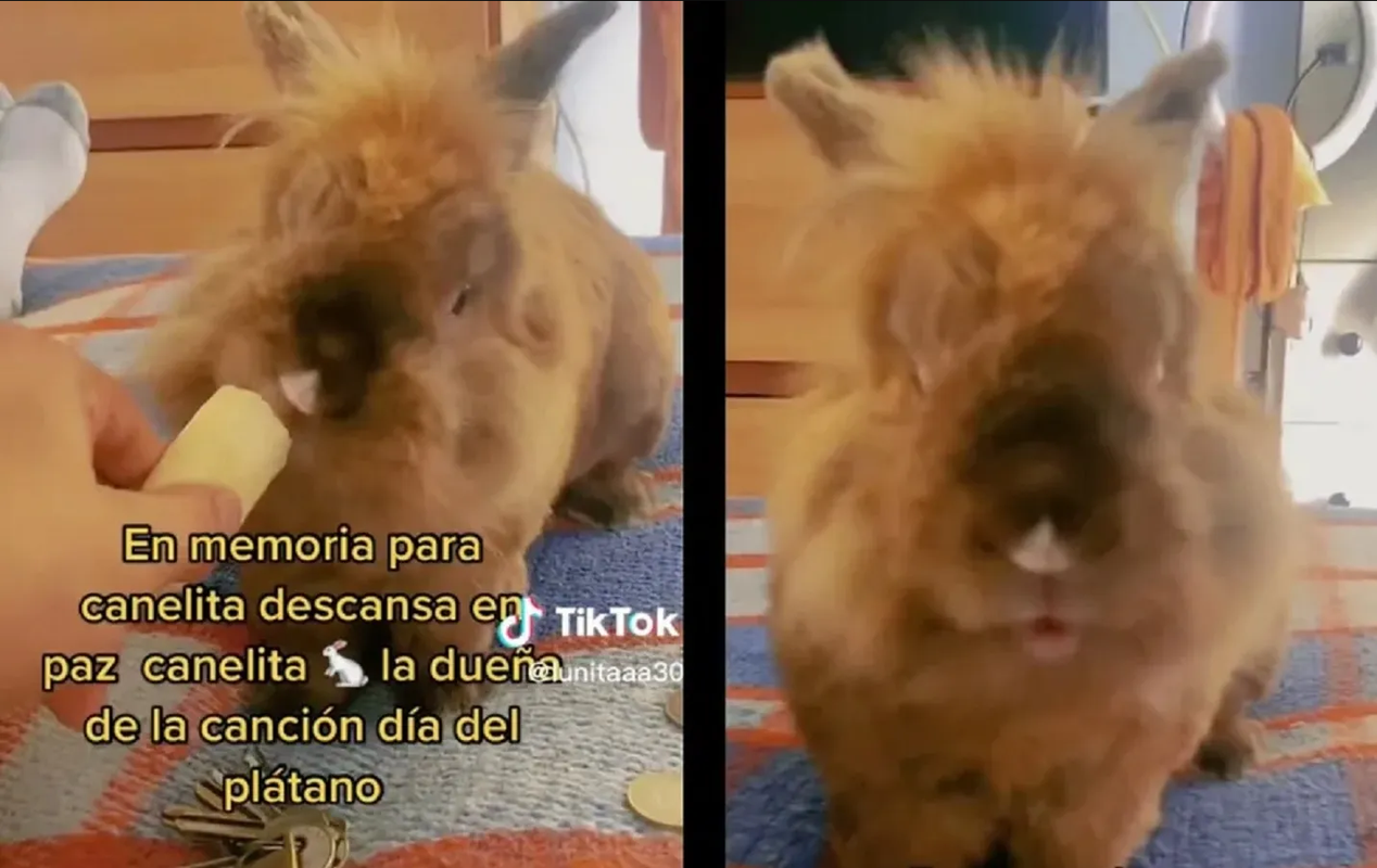 TikTok está de luto por la muerte de la famosa estrella, ‘Canelita Botitas’