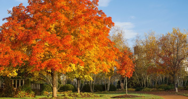 121092780-10158748357835699-7675822346827362266-n