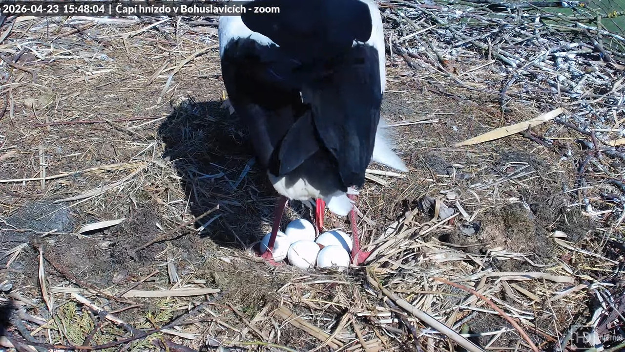 Živě z čapího komína v Bohuslavicích u Trutnova ve 4K (zoomovací) 12 56 19 screenshot