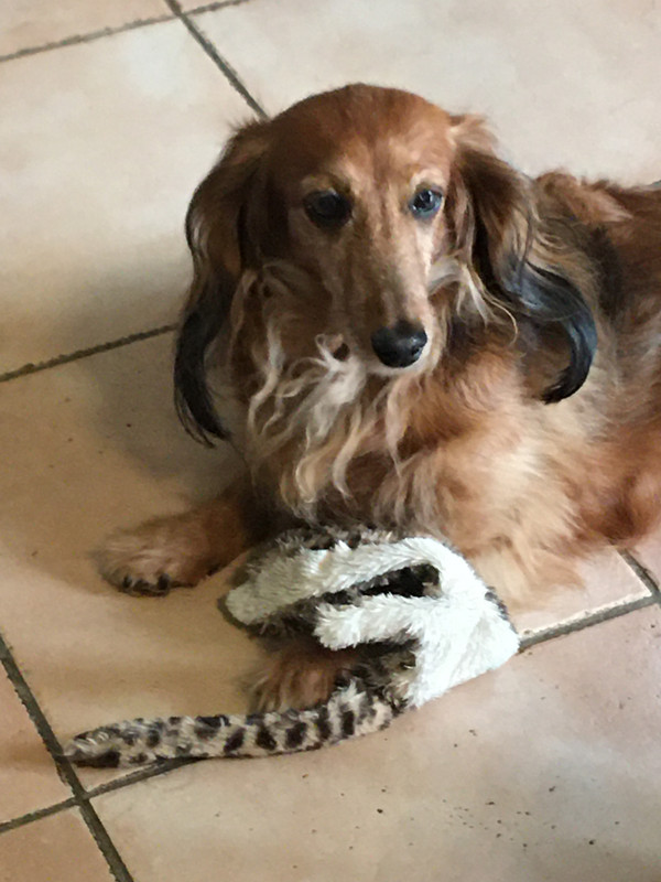 [Image: 7-AB69255-9411-4064-A78-B-68-F4-E9-C68-D3-F.jpg]