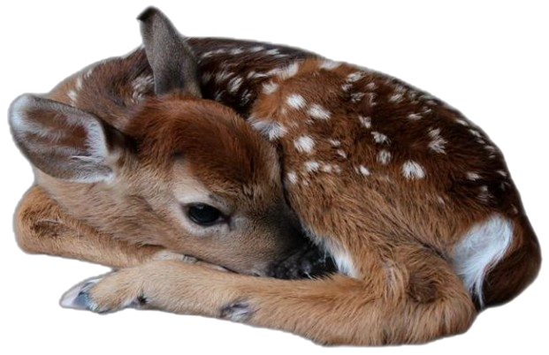 Tumblr l 501339576690107