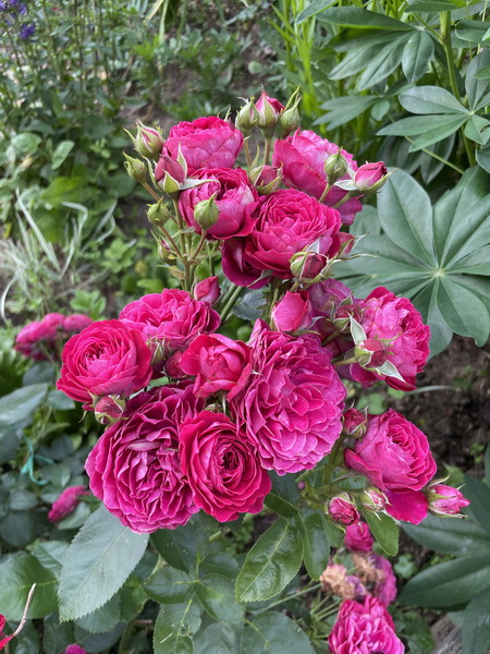 https://i.postimg.cc/PJKNK7TH/IMG-6454.jpg