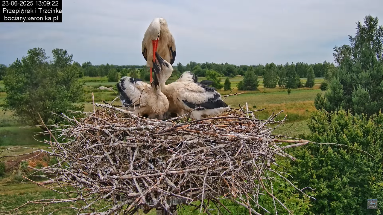 23062025bociany28