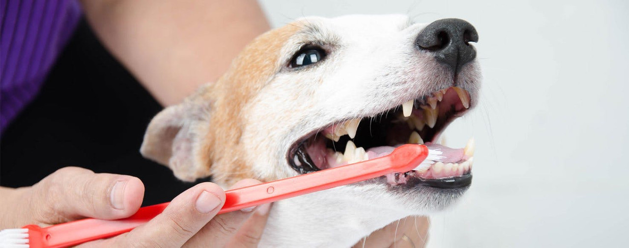 Paso a paso: ¿Cómo limpiarle los dientes a mi perro?