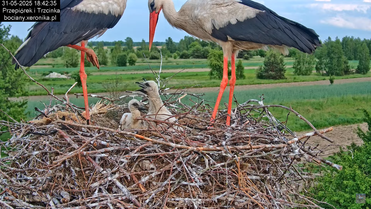 31052025bociany21
