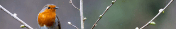 aquagloop-var02-FS.gif