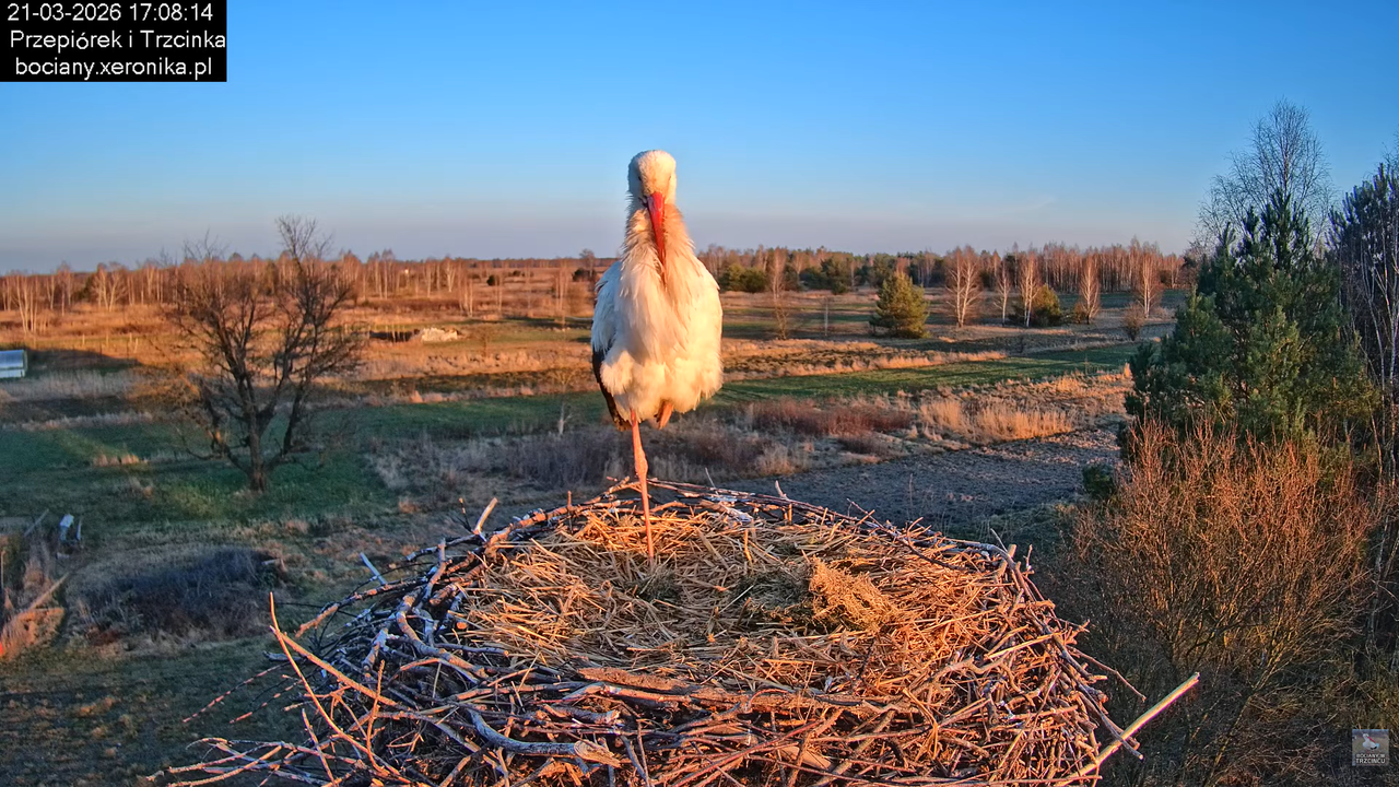 21032026bociany 26